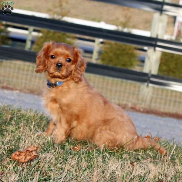 Milo, Cavalier King Charles Spaniel Puppy