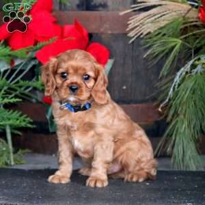 Milo, Cavalier King Charles Spaniel Puppy