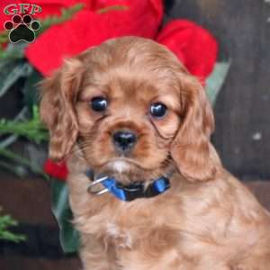 Milo, Cavalier King Charles Spaniel Puppy