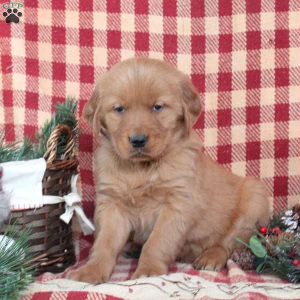 Milton, Golden Retriever Puppy