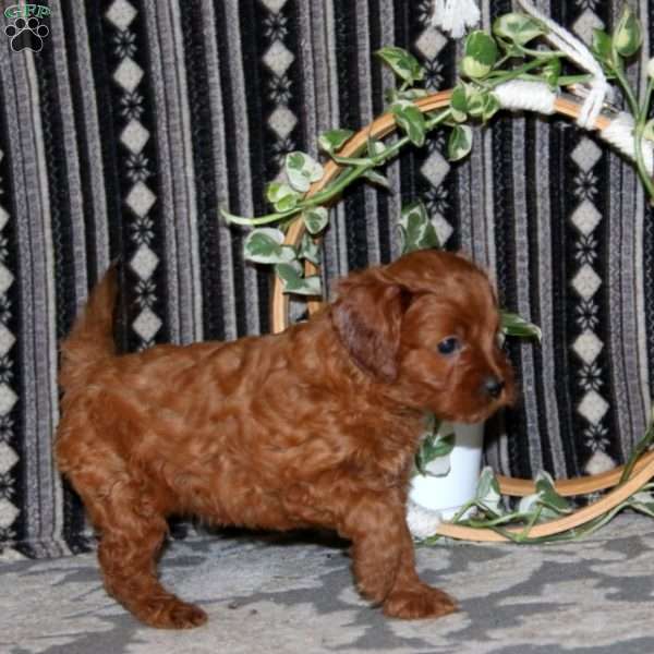 Mindy, Cavapoo Puppy