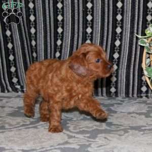 Mindy, Cavapoo Puppy