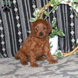 Mindy, Cavapoo Puppy