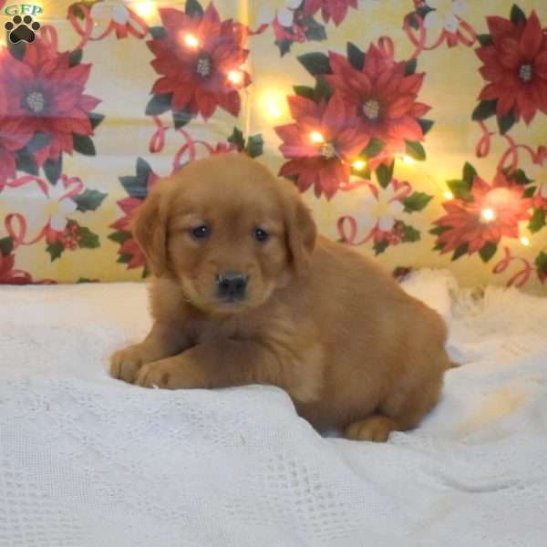 Minnie, Golden Retriever Puppy