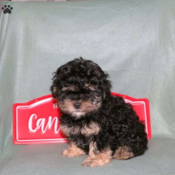 Minnie, Shih-Poo Puppy