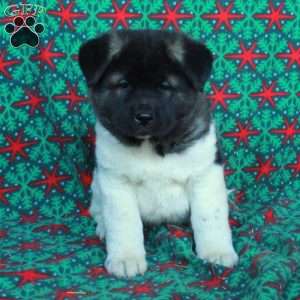 Minnie, Akita Puppy