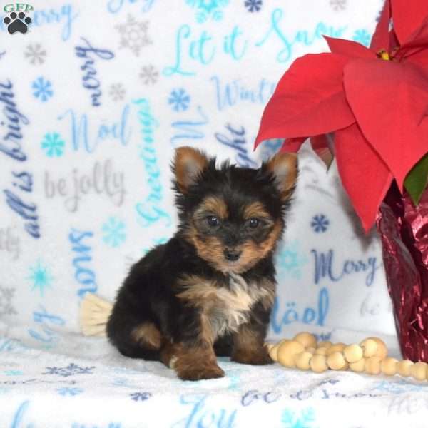 Minnie, Yorkie Puppy