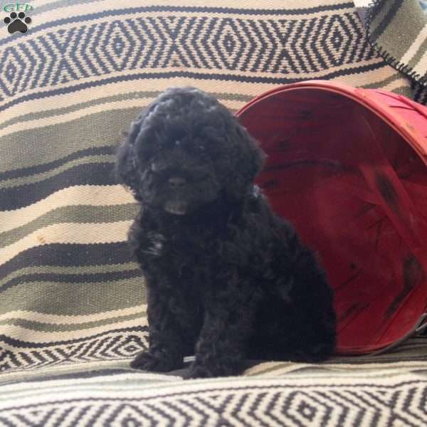 Minnie, Cockapoo Puppy