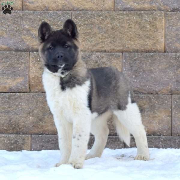 Minnie, Akita Puppy