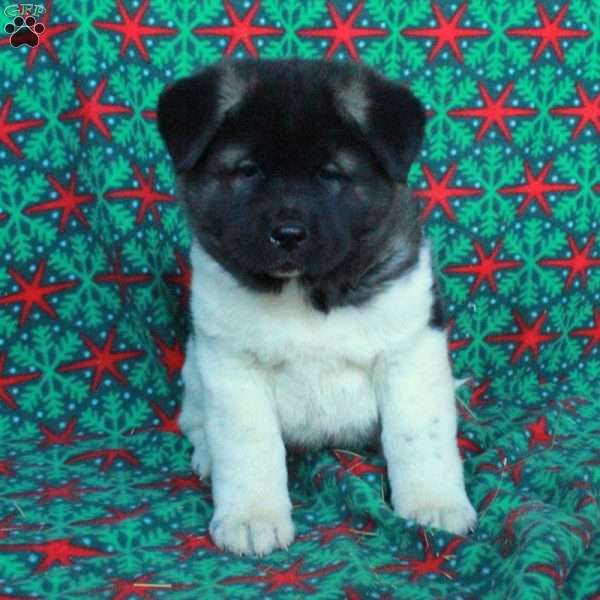 Minnie, Akita Puppy