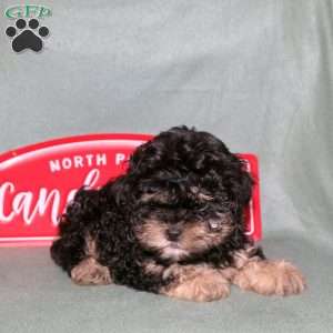 Minnie, Shih-Poo Puppy