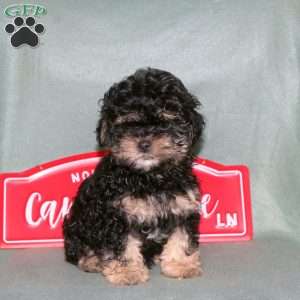 Minnie, Shih-Poo Puppy