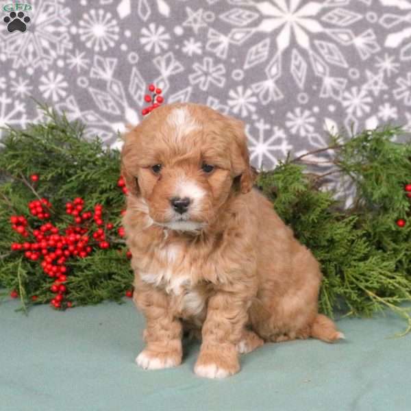 Mint, Mini Goldendoodle Puppy