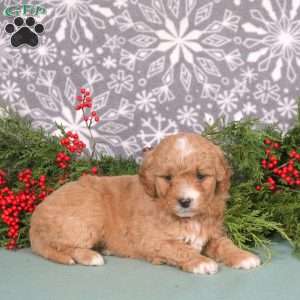 Mint, Mini Goldendoodle Puppy