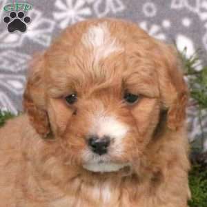 Mint, Mini Goldendoodle Puppy