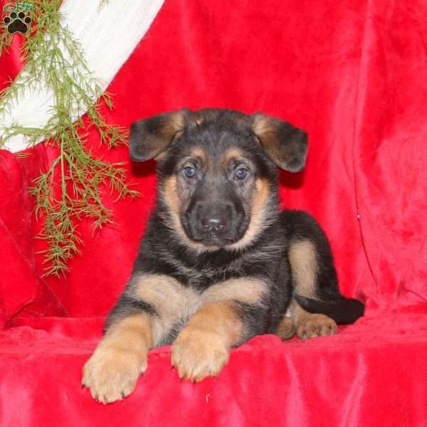 Miriam, German Shepherd Puppy