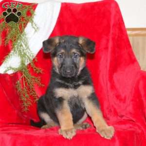 Miriam, German Shepherd Puppy