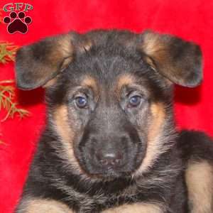 Miriam, German Shepherd Puppy