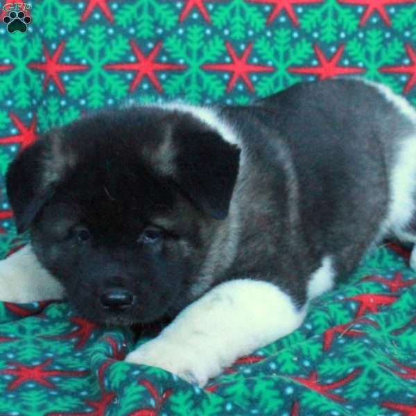 Misha, Akita Puppy