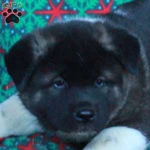 Misha, Akita Puppy