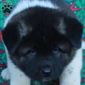 Misha, Akita Puppy