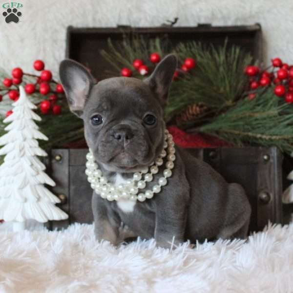 Miss Noelle, French Bulldog Puppy