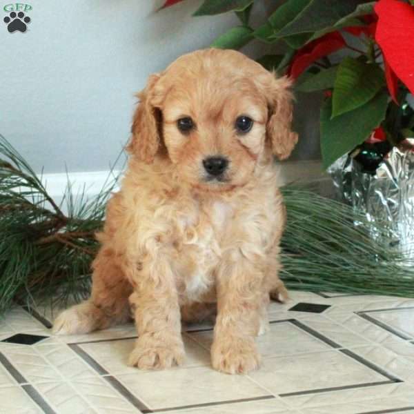 Missy, Cavapoo Puppy