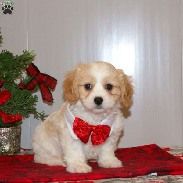 Mistletoe, Cavachon Puppy