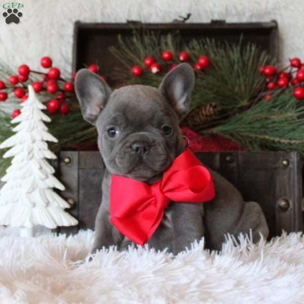 Mistletoe, French Bulldog Puppy