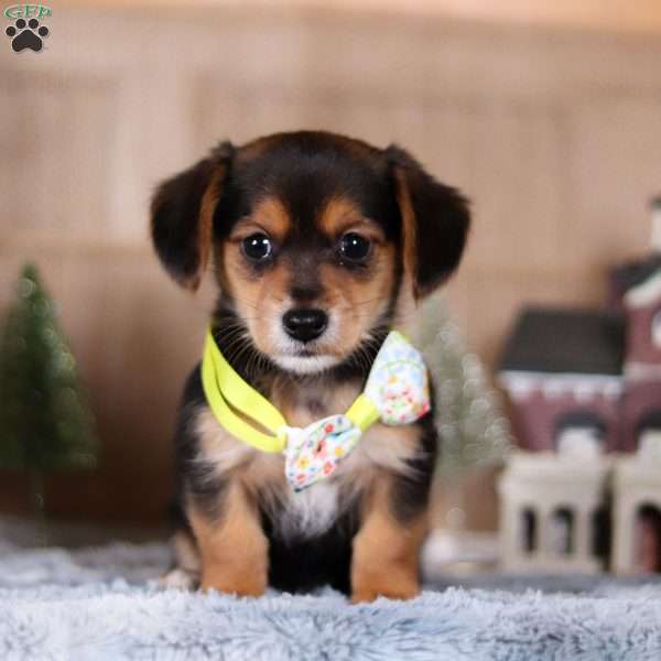 Mistletoe, Dachshund Mix Puppy