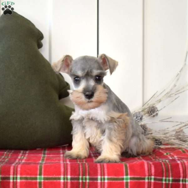 MIsty, Miniature Schnauzer Puppy