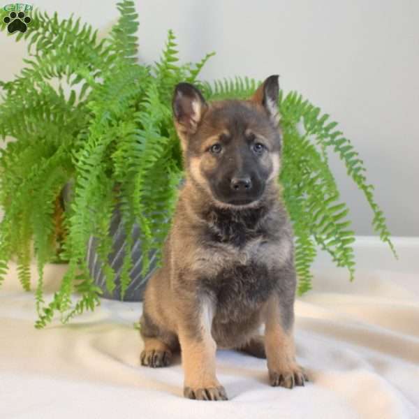 Misty, German Shepherd Puppy