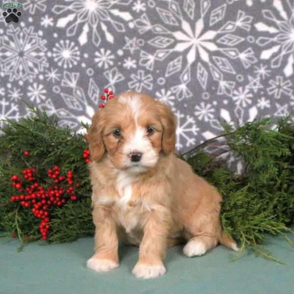 Misty, Mini Goldendoodle Puppy