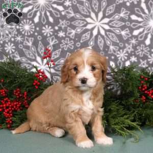 Misty, Mini Goldendoodle Puppy