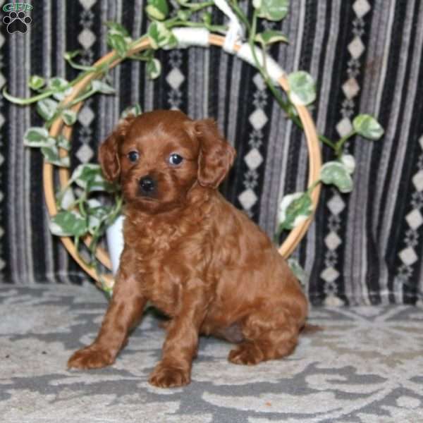 Misty, Cavapoo Puppy