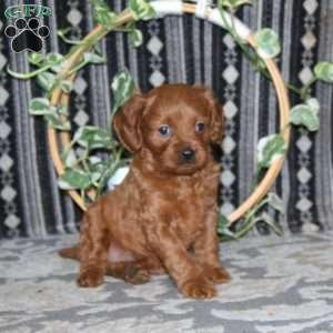 Misty, Cavapoo Puppy