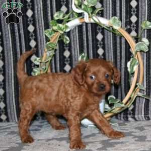 Misty, Cavapoo Puppy