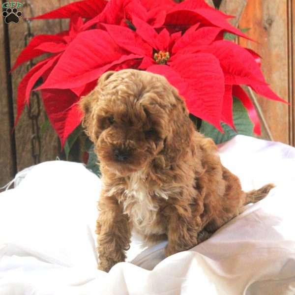 Mitch, Cavapoo Puppy