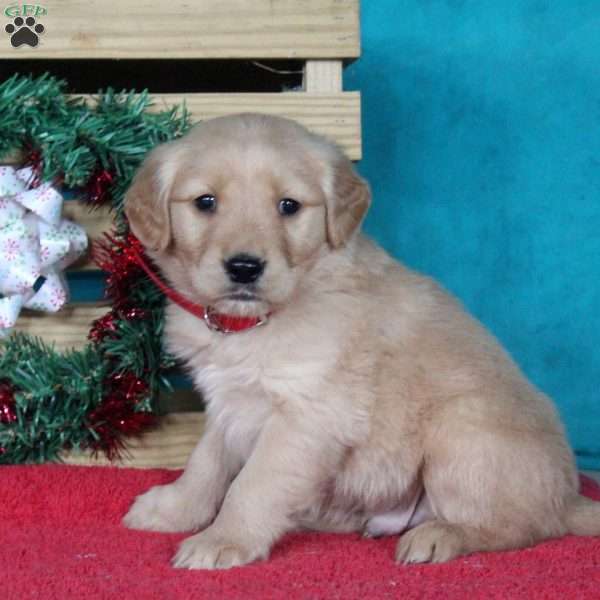 Mitch, Golden Retriever Puppy