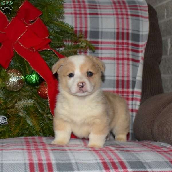 Mittens, Welsh Corgi Mix Puppy