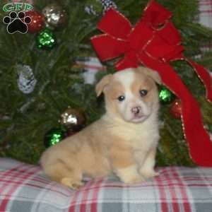 Mittens, Welsh Corgi Mix Puppy