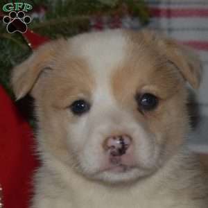 Mittens, Welsh Corgi Mix Puppy