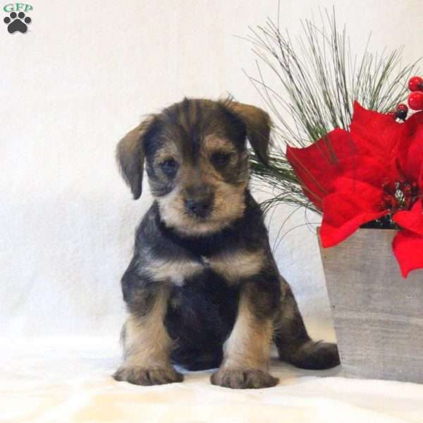 Moccasins, Miniature Schnauzer Puppy