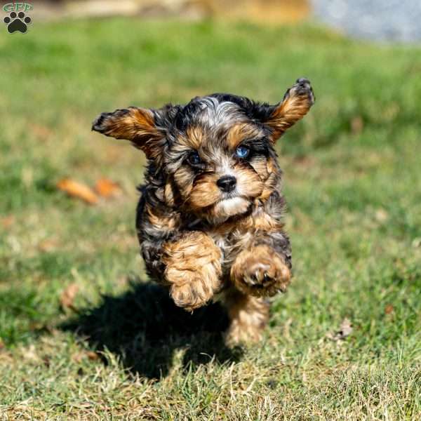 Mocha, Cavapoo Puppy