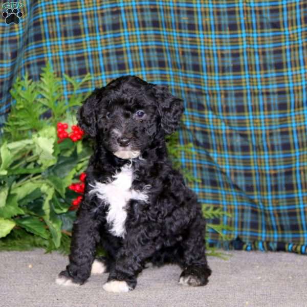 Mojo, Miniature Poodle Puppy