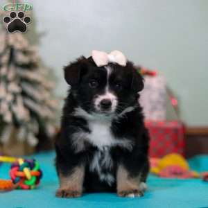 Molly, Miniature Australian Shepherd Puppy