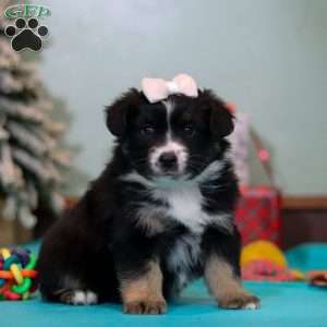 Molly, Miniature Australian Shepherd Puppy