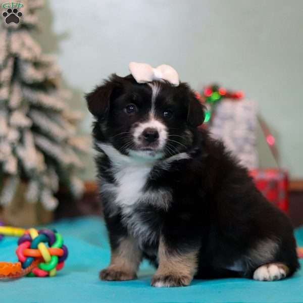 Molly, Miniature Australian Shepherd Puppy