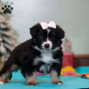 Molly, Miniature Australian Shepherd Puppy