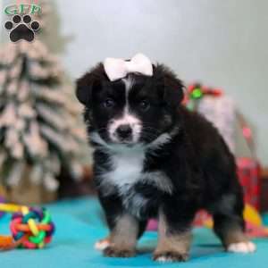 Molly, Miniature Australian Shepherd Puppy